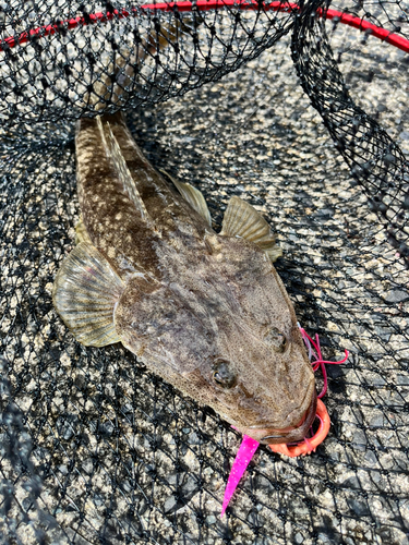 マゴチの釣果