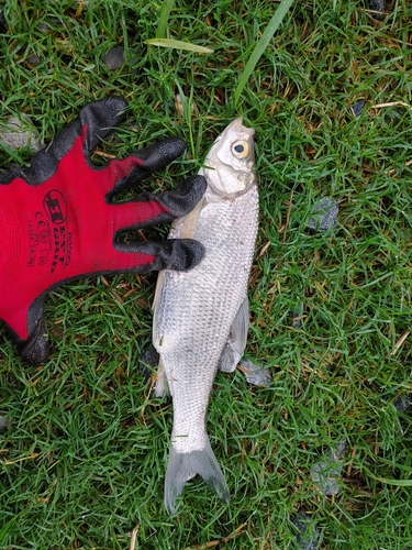 ワタカの釣果