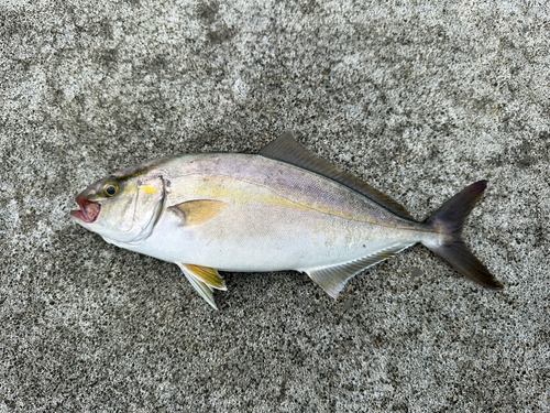 ショッコの釣果