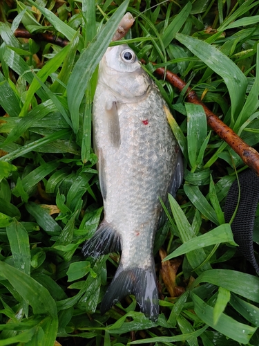 フナの釣果