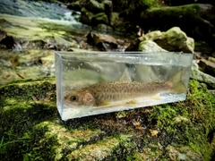 カワサバの釣果