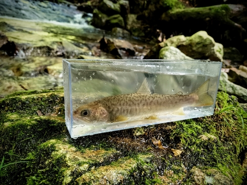 ナガレモンイワナの釣果