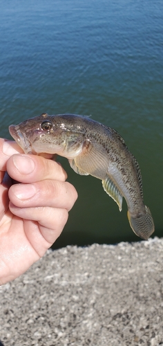 ハゼの釣果