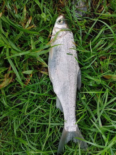 ワタカの釣果