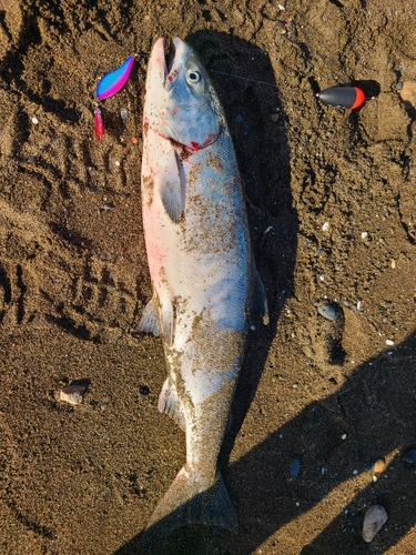 シロザケの釣果