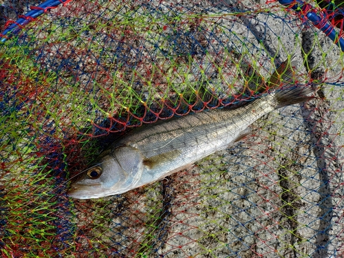 セイゴ（マルスズキ）の釣果