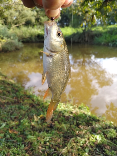 マブナの釣果