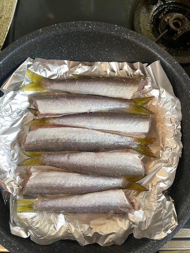 カマスの釣果