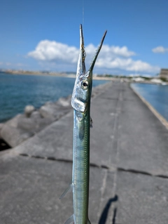 オキザヨリの釣果