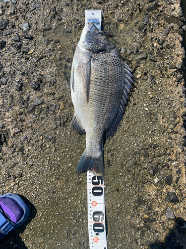 クロダイの釣果