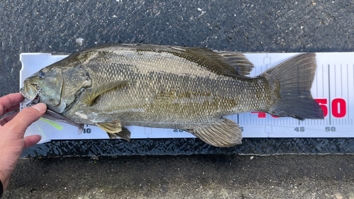 スモールマウスバスの釣果