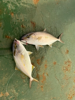 カンパチの釣果