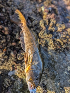 アブラコの釣果