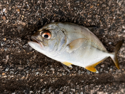 ギンガメアジの釣果