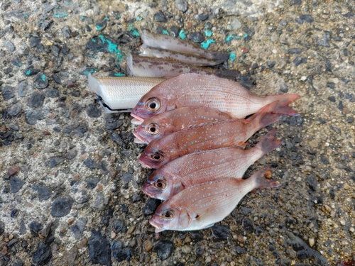 ハナダイの釣果