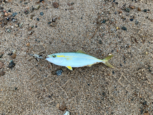 ツバイソの釣果