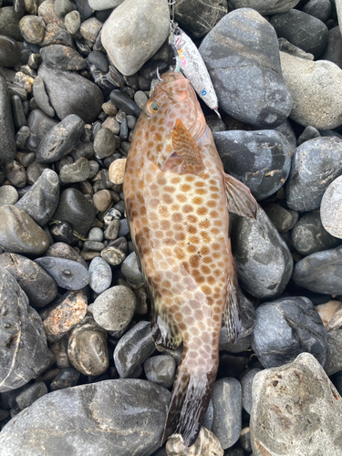 オオモンハタの釣果