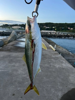 イナダの釣果