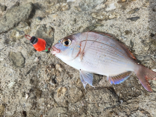 タイの釣果