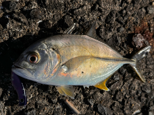 ギンガメアジの釣果