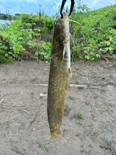 ナマズの釣果