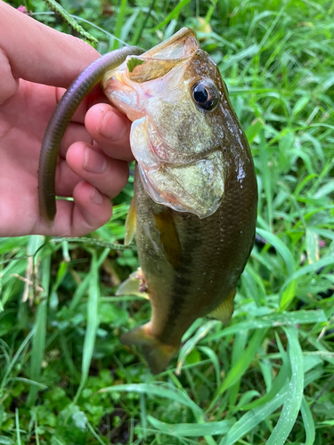 ラージマウスバスの釣果