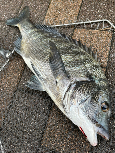 チヌの釣果