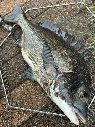 チヌの釣果