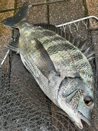 チヌの釣果