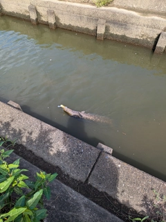 ライギョの釣果