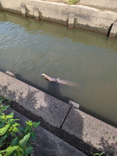 ライギョの釣果