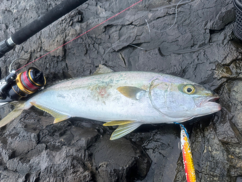 ヒラマサの釣果