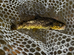 ブラウントラウトの釣果