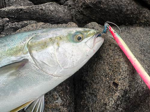 イナダの釣果