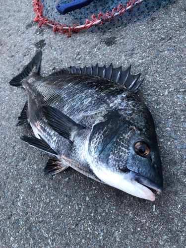 クロダイの釣果