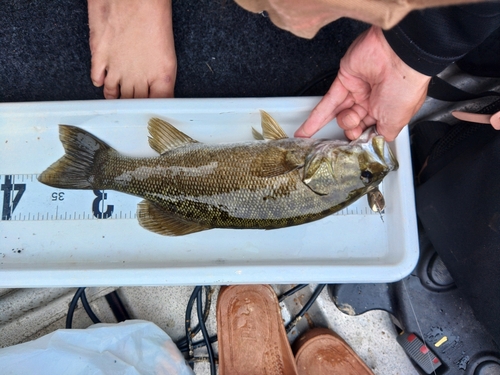 ブラックバスの釣果