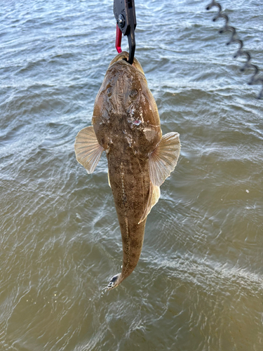 マゴチの釣果