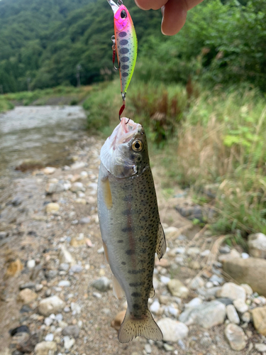 ニジマスの釣果