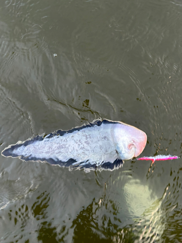 シタビラメの釣果