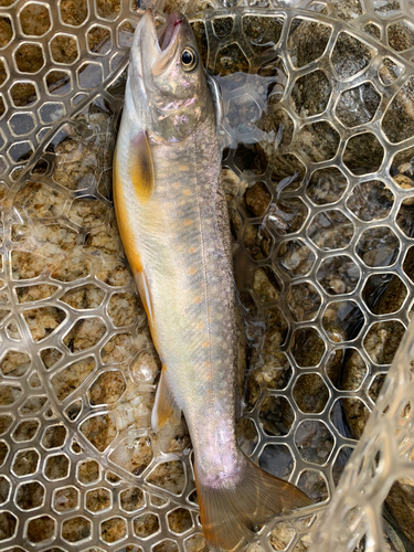 イワナの釣果