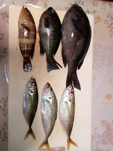 マアジの釣果