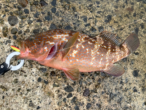 キジハタの釣果