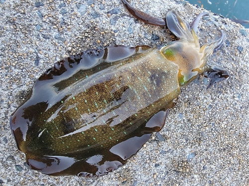 アオリイカの釣果