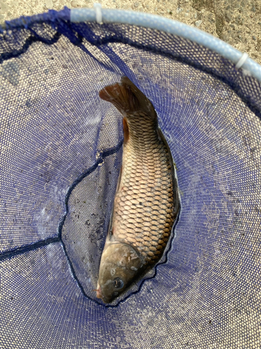 コイの釣果