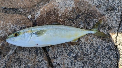 ツバスの釣果