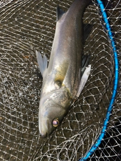 スズキの釣果