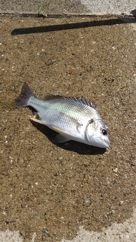 キビレの釣果