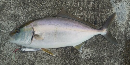 ショゴの釣果