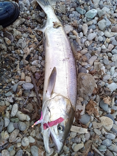 アキアジの釣果