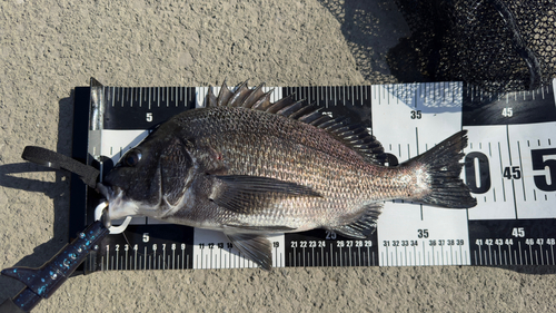 クロダイの釣果